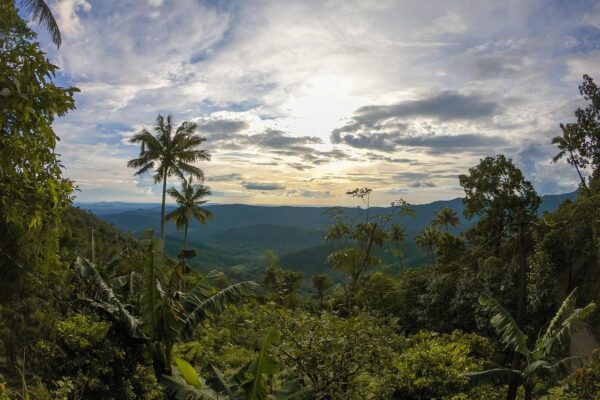 cochin munnar alleppey tour