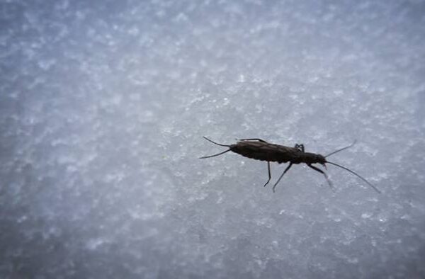 snow bugs