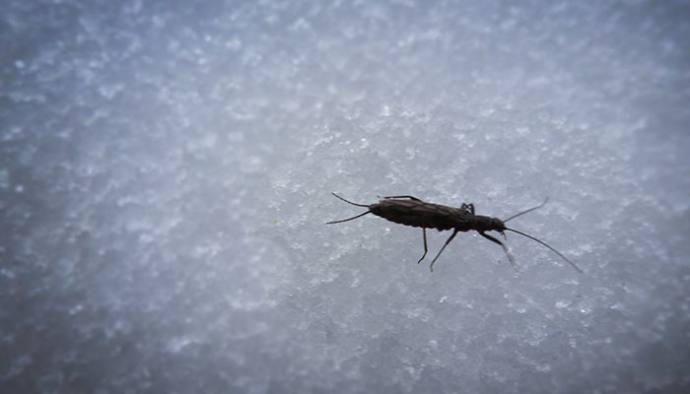 snow bugs
